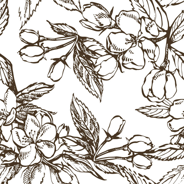 Apple blossom branch isolated on white. Vintage botanical hand drawn illustration. Spring flowers of apple tree. Seamless patterns. - Vektor, Bild