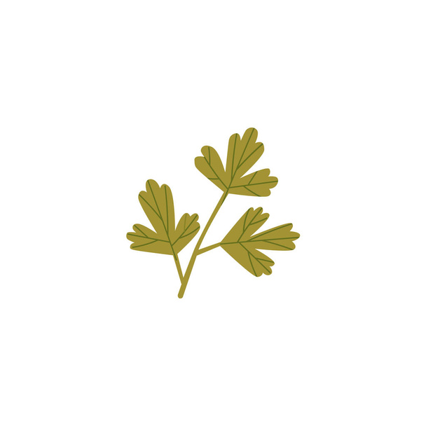 Świeżej zielonej pietruszki, kolendry, liść kolendry - Wektor, obraz