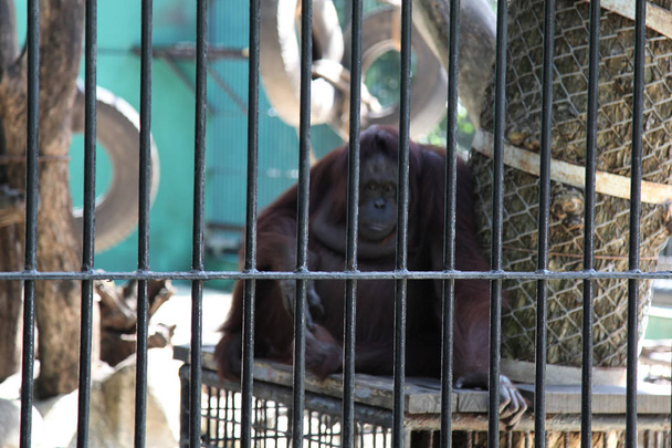 orangután enjaulado
 - Foto, imagen