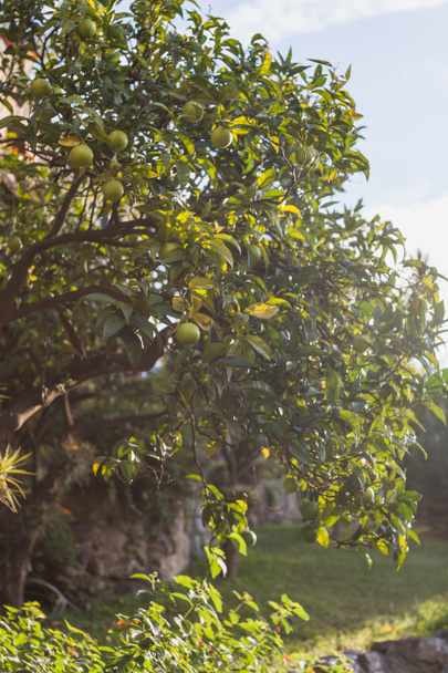 ihlamur ağacı - Fotoğraf, Görsel