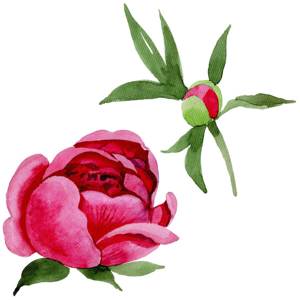 Wildflower red peonies flower in a watercolor style isolated. - Photo, Image