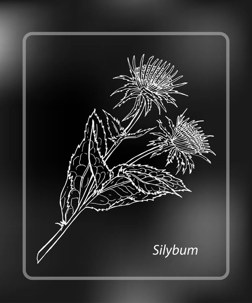 Silybum (chardon-Marie) .Dessin Illustration vectorielle de croquis dessinée à la main sur planche à craie
 - Vecteur, image