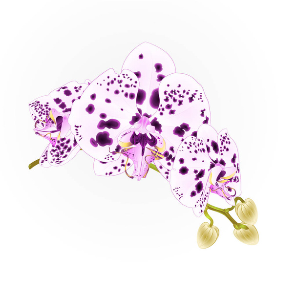 Orchidées tige fleurs à pois violet et blanc Phalaenopsis plante tropicale vintage vecteur illustration botanique pour la conception éditable dessin à la main
  - Vecteur, image