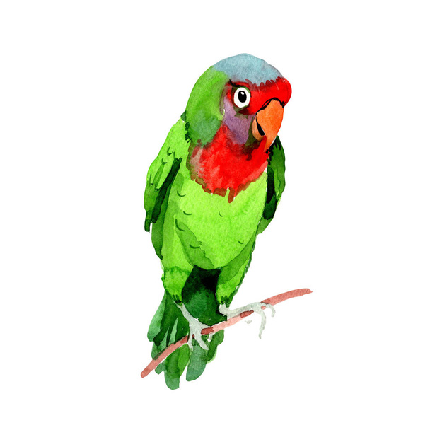 Sky birds small parrots in a wildlife by watercolor style isolated. - Photo, Image