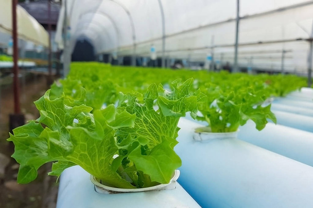 Grüner Salat in der Hydrokultur. - Foto, Bild