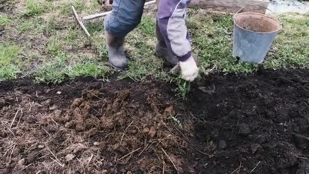 Ο άνθρωπος σκάβει ένα φτυάρι στο έδαφος στον κήπο, 4k. - Πλάνα, βίντεο