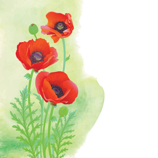 Poppy on a watercolor background - Vector, Image
