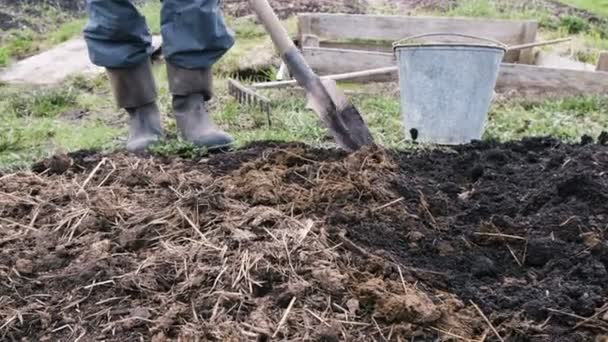 Człowiek mieszanki ziemi z obornika, przygotowuje gleby do sadzenia warzyw, 4k. - Materiał filmowy, wideo