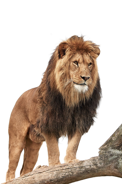 Lew (Panthera leo)) - Zdjęcie, obraz
