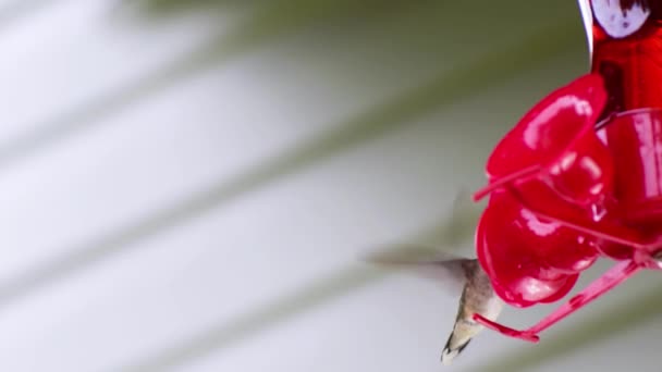 Een hummingbird drinkt de rode nectar uit een feeder en zweeft rond ook. De gevelbeplating van een huis is op de achtergrond wazig.  - Video