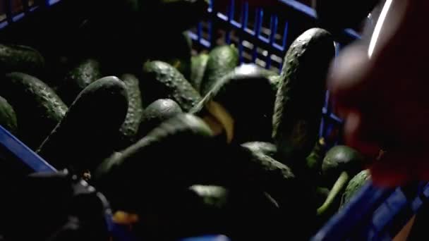 Close-up van markt mand vullen met komkommers. - Video