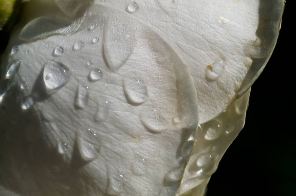 Water Droplets Resting on the Gentle Petal of the Delicate Rose - Fotografie, Obrázek