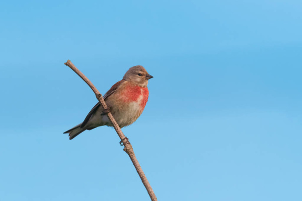 Чоловічий Коноплянка або Коноплянка, songbird сиділа помітний проти ясно, Синє небо. - Фото, зображення