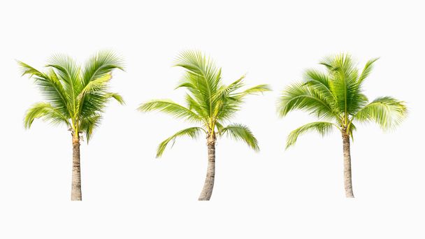 kokosnoot boom op witte achtergrond. - Foto, afbeelding
