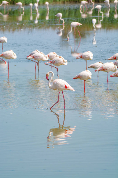 Grupo de grandes aves flamencas rosadas en el parque nacional Camargue, Fran
 - Foto, imagen