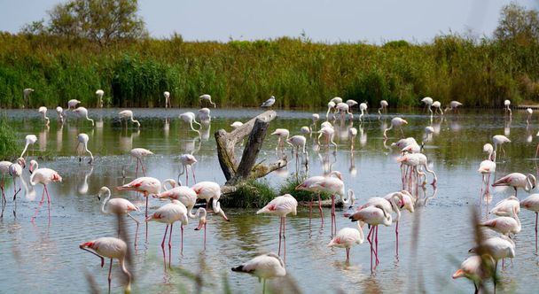 Group of big pink flamingo birds in national park Camargue, Fran - Photo, Image