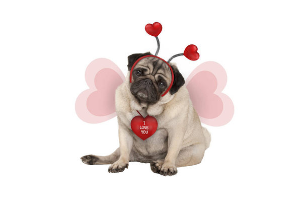 cute Valentine's day pug puppy dog, sitting down, wearing hearts diadem and heart shaped wings, isolated on white background - Photo, Image
