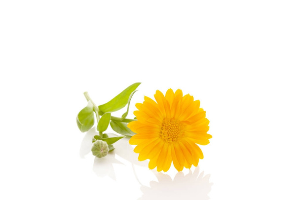 Sağlıklı calendula çiçek - Fotoğraf, Görsel