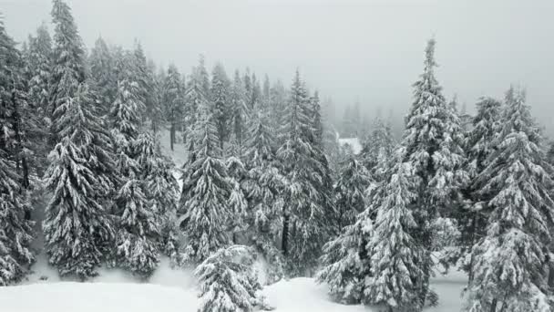 Yolun karla kaplı Creestmas ağacıyla havadan görünümü. - Video, Çekim