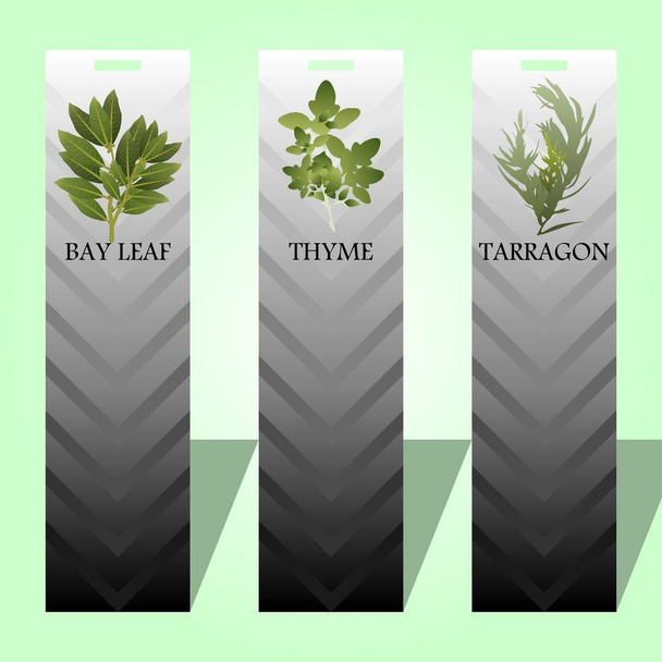 Long label with spicy herbs - Vector, Image
