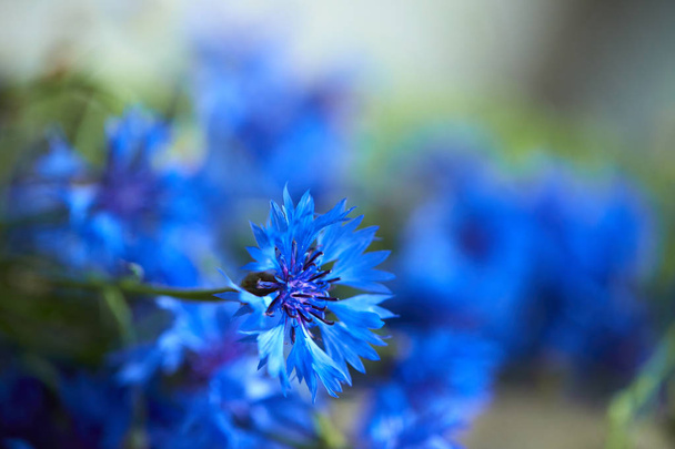 Peygamber, güzel mavi çiçekler yakın çekim - Fotoğraf, Görsel
