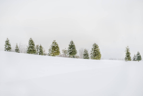 A row of trees in the snow on the slope. Winter minimalistic artistic photo. very light exposure deliberately. - Valokuva, kuva