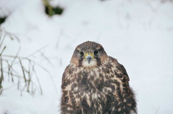 Cute small saker falcon portrait on snowy background in winter forest - Photo, Image