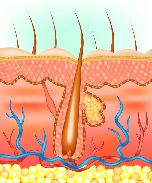 Anatomical illustration of hair follicle.  - Vector, Image