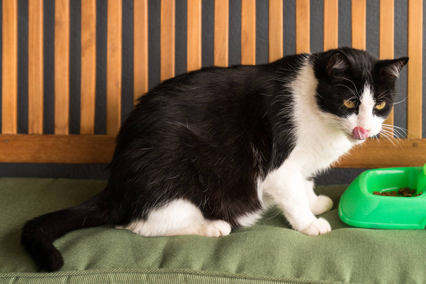 Katze frisst Futter aus einer Schüssel - Foto, Bild