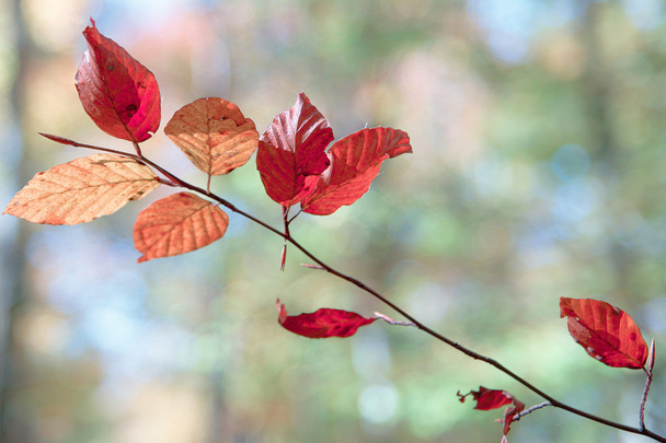 Folhas de Outono - Foto, Imagem