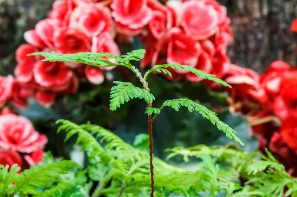 Fern and red begonia. - Photo, Image