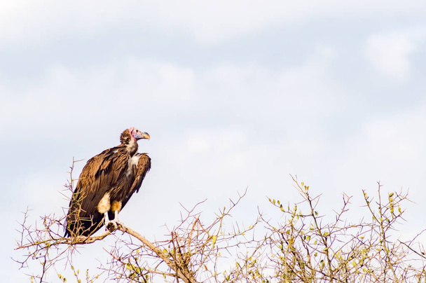 Vulture scavenger posed at the top of an acacia in the park of M - Photo, Image