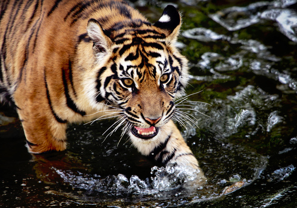 Szumátrai tigris kölyök - Fotó, kép
