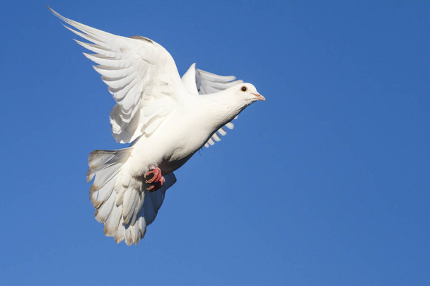 beautiful white doves on the blue sky - Фото, изображение