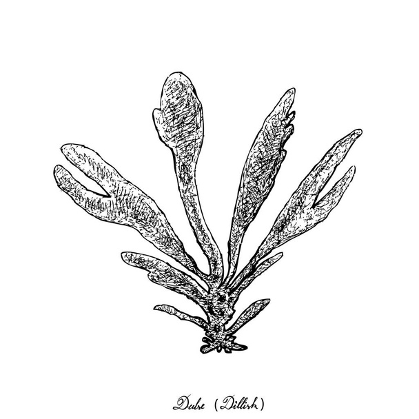 Mão desenhada de Dulse ou Dillisk algas marinhas em fundo branco
 - Vetor, Imagem