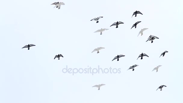 kudde van duiven vliegen in de winter hemel - Video