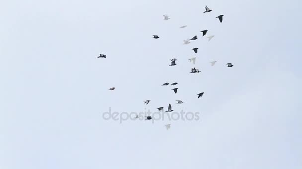 Güvercinler daireler kış gökyüzünde - Video, Çekim