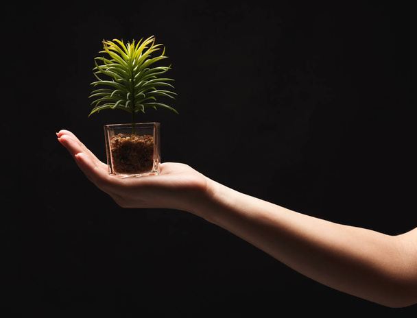 Woman holding green plant on black isolated background - Fotoğraf, Görsel