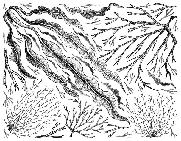 海の野菜や海藻の背景の描かれた手 - ベクター画像