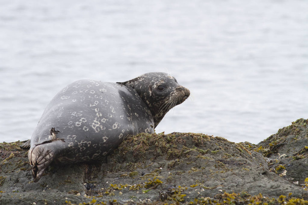Harbor seal which lies on a reef plate at low tide - Photo, image