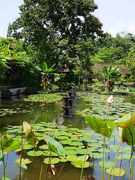 Красивая природа на Бали, зеленый пейзаж
 - Фото, изображение