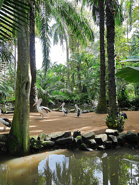 Park of birds and reptiles in Bali, pelicans in Bali - Фото, изображение