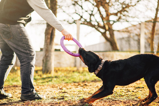 cynologist masculino que trabaja con el perro entrenado de la policía, entrenamiento al aire libre
  - Foto, Imagen