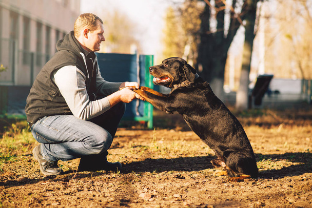 cinologo maschio con cane di servizio, formazione all'aperto
 - Foto, immagini