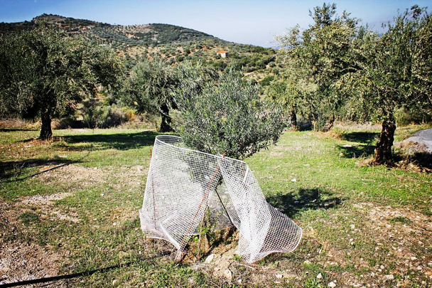 Koroneiki olijf verscheidenheid grove in Kalamata, Messinia prefectuur, regio van de Peloponnesos, Griekenland. - Foto, afbeelding