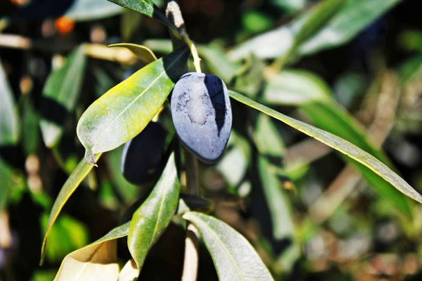 Koroneiki variedade azeitonas em oliveira em Kalamata, província de Messinia, região do Peloponeso, Grécia
. - Foto, Imagem