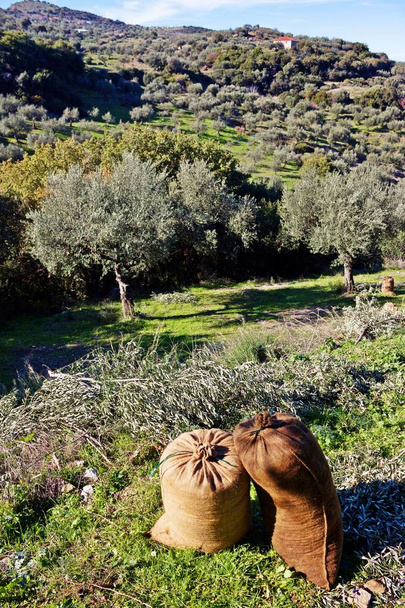 Koroneiki різні оливки зібрані у мішках, маслиновий Гай в Каламата, сайт, ваші дані префектур, регіон Пелопоннес, Греція. - Фото, зображення