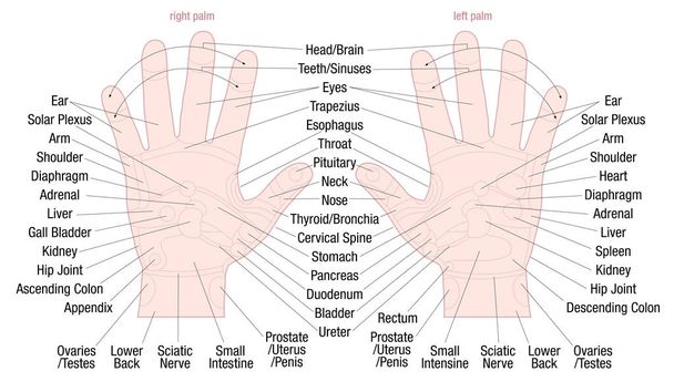 Χέρι ζώνη ρεφλεξολογία μασάζ περιοχές ονόματα - Διάνυσμα, εικόνα