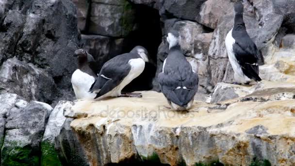 Footage of arctic birds sitting on rock at zoo - Séquence, vidéo
