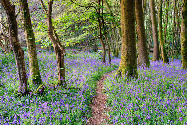 lente bluebell woods - Foto, afbeelding